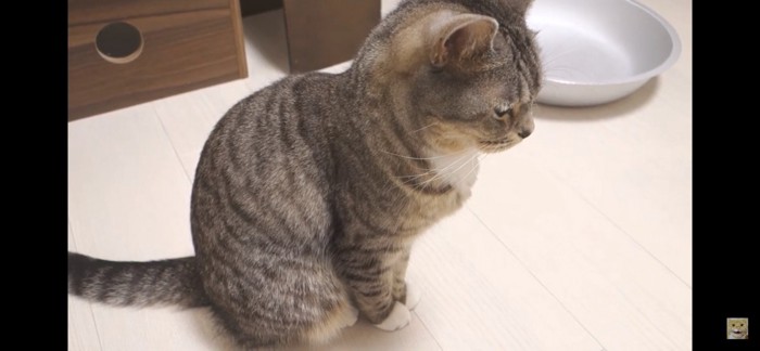 お座りする横向きの猫