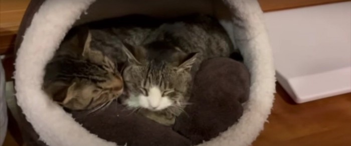 2匹の猫