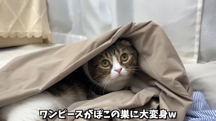 上目使いの猫