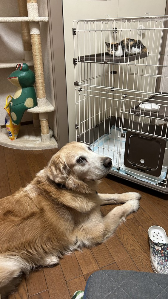 ケージの子猫を見守る大型犬