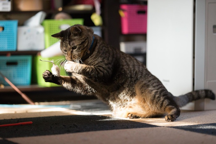 遊ぶ猫