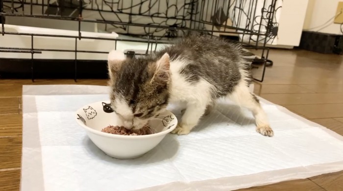 ご飯を食べる子猫