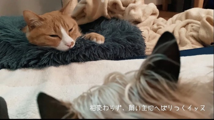 猫と犬