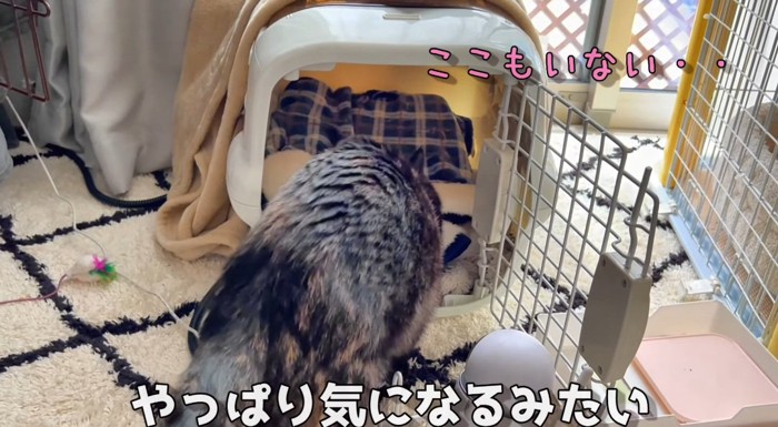 キャリーの前の猫