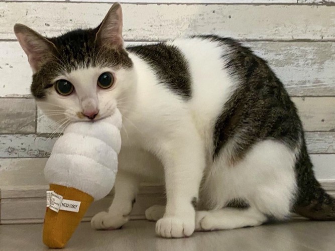 ソフトクリームのおもちゃをくわえた猫