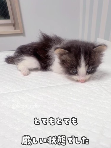 頭が下がっていく子猫