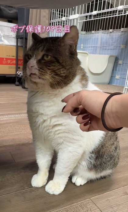 いける?