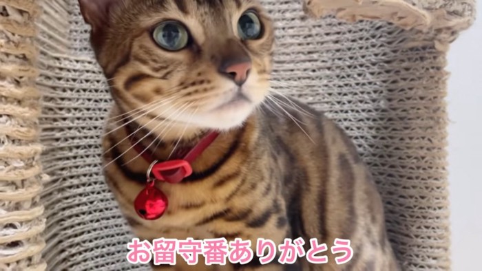 座る猫