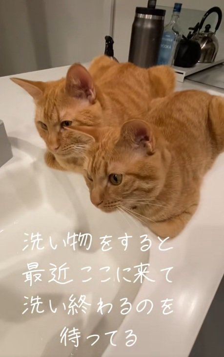 洗い場のそばに香箱座りしている2匹の猫