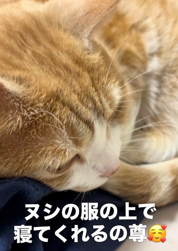 寝る猫