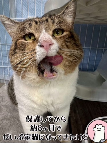 口を開ける猫