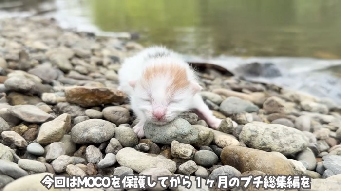 テロップ「今回はMOCOの～」