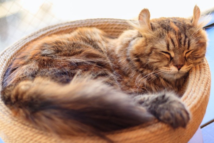 丸いベッドの中で気持ちよさそうに眠る猫