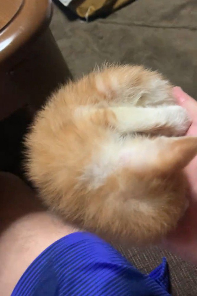 人の手のひらの上の猫