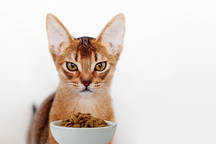 キャットフードの前で怒ったような表情の猫