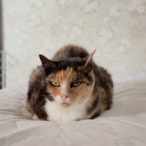 成長した猫