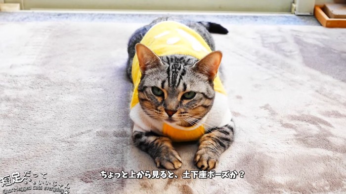 前から見た猫