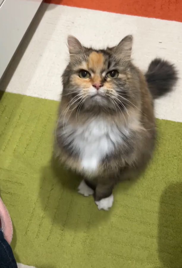 見つめる猫