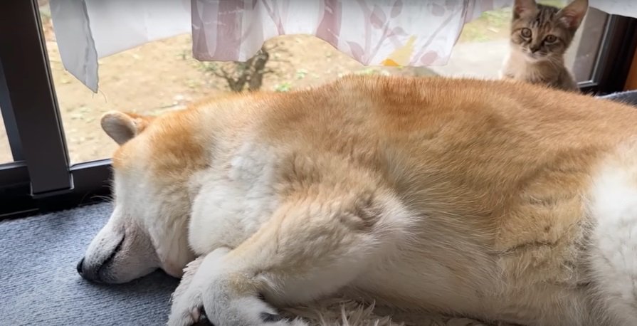 横たわる柴犬と子猫