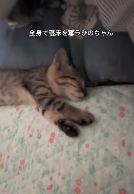 寝転がる猫