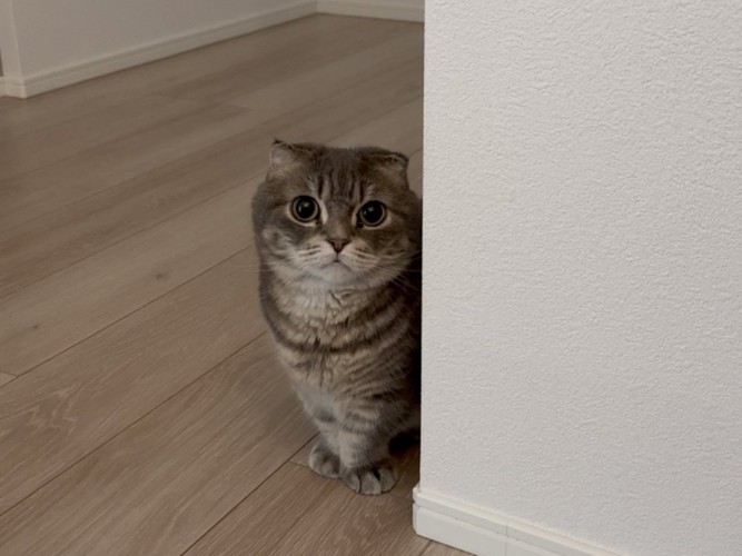 じっと見つめて待っているマンチカン