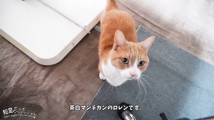 見上げる猫