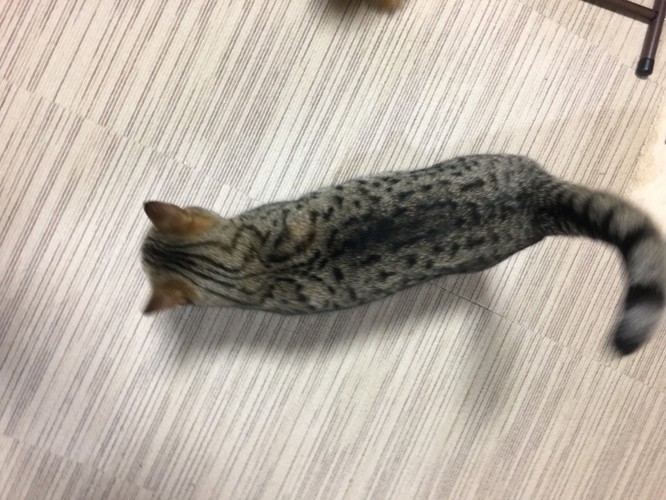 しましま猫