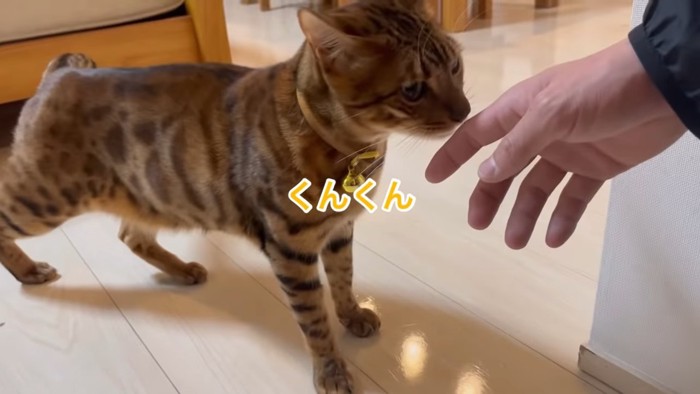 手のにおいを嗅ぐ猫