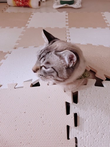 顔を出す猫