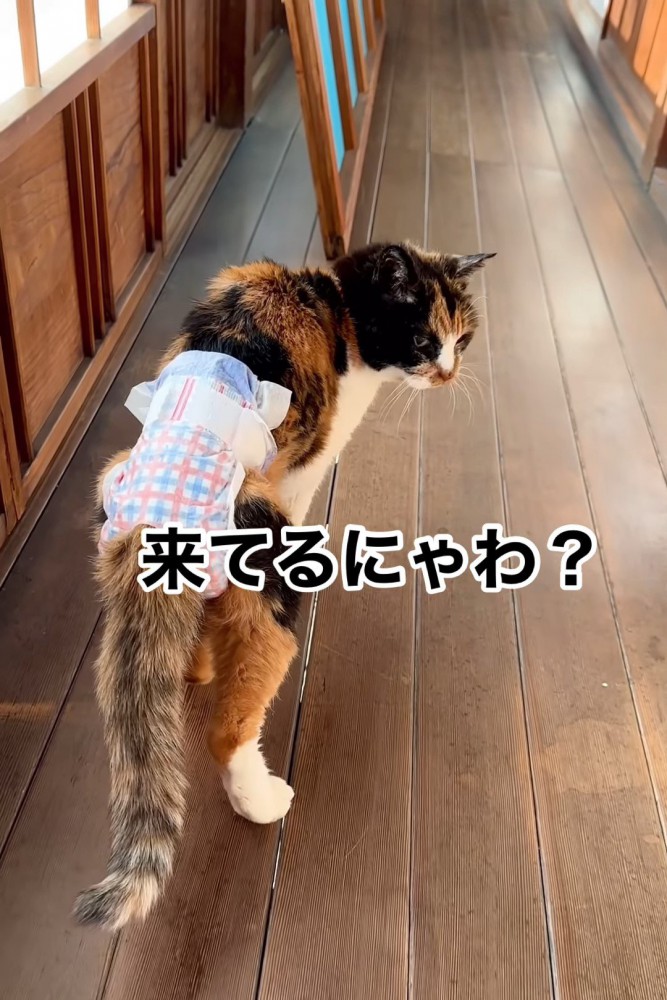 振り向く猫