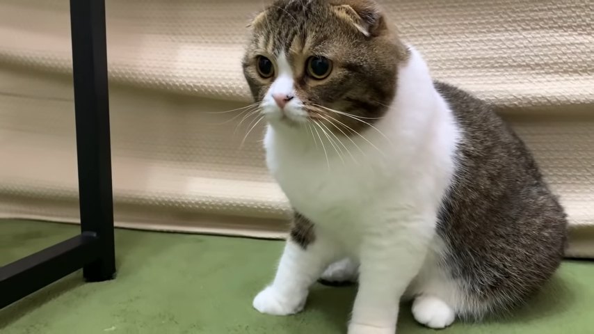 おすわりする猫