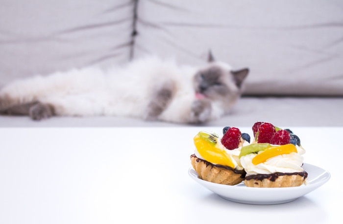 生クリームのお菓子と猫