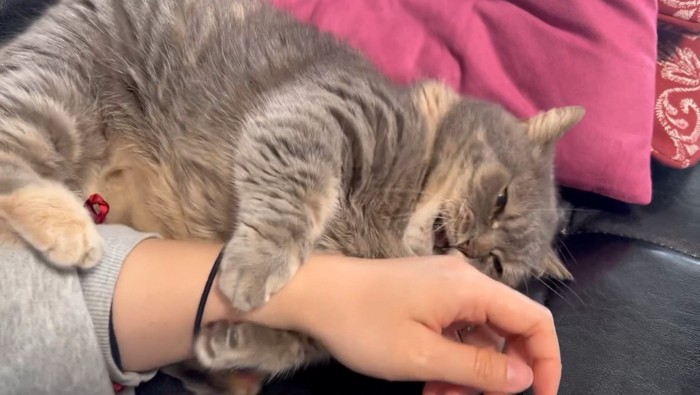 鳴く猫
