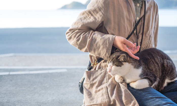 人と猫