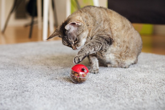 知育トイを触ろうとする猫