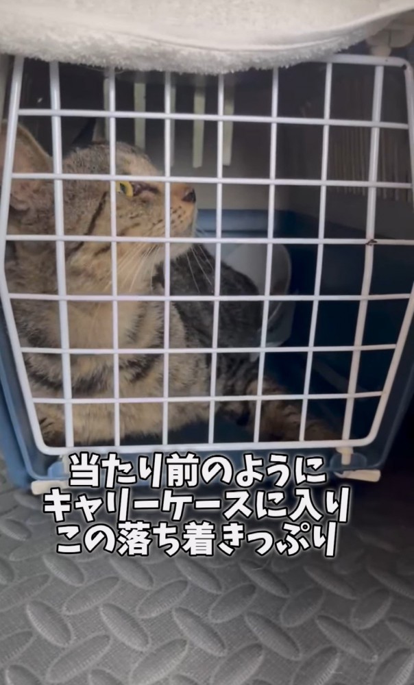 キャリーの中の猫