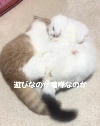 じゃれる2匹の猫