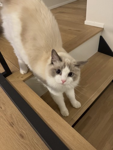 階段にいる猫