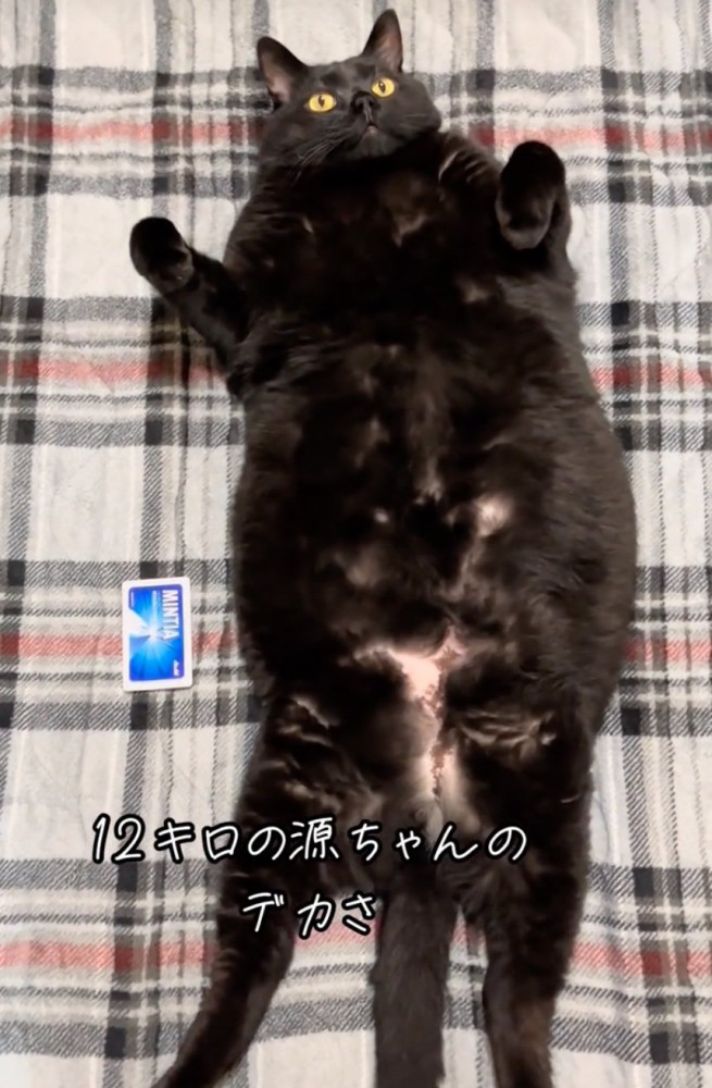 仰向けで寝転がる黒猫%キロの立派なボディを持つ源ちゃん