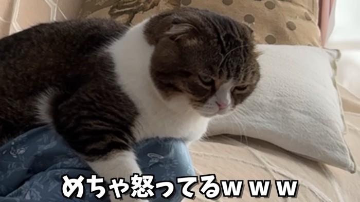 怒った表情の猫