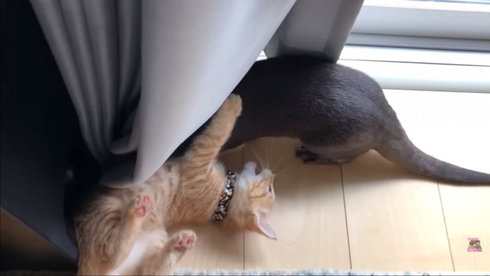 猫とカワウソ