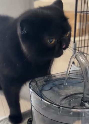 水を飲み終わって満足そうな黒猫