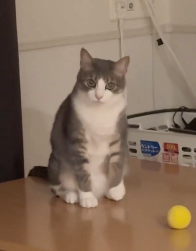 座り方を変える猫