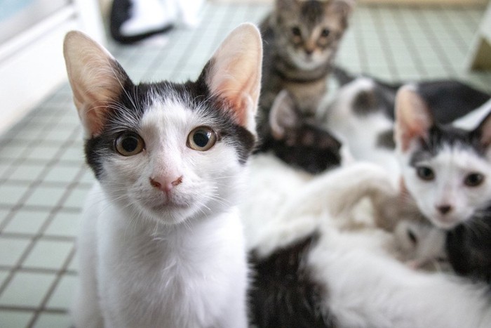 母猫と子猫