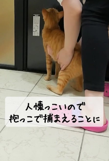 抱っこされる茶トラ猫