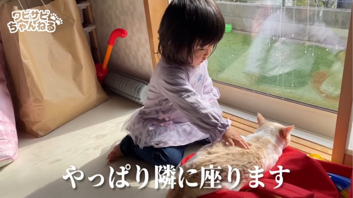 日向ぼっこする猫