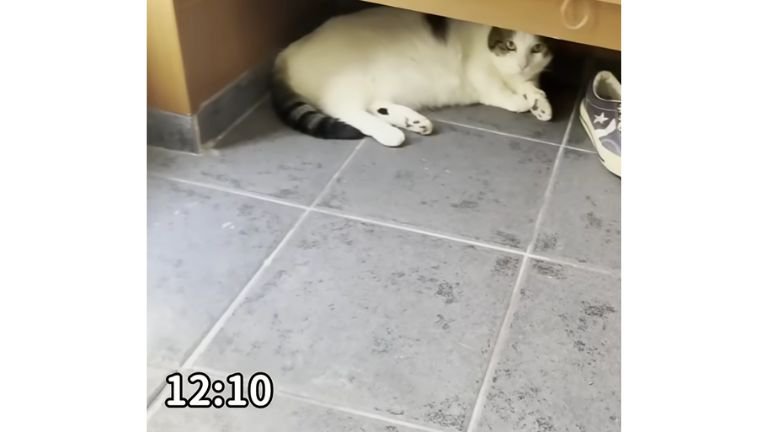 玄関にいる猫