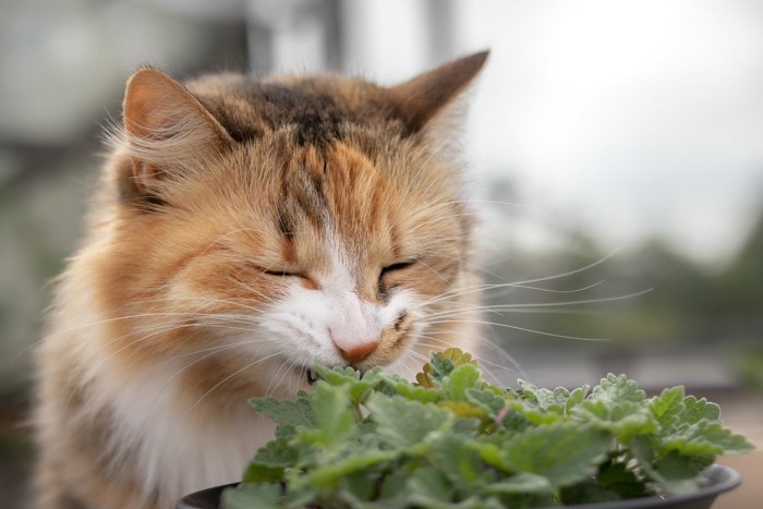 キャットニップを嗅ぐ猫