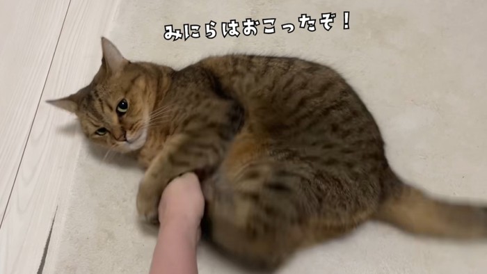 飼い主の腕にけりけりするミヌエット