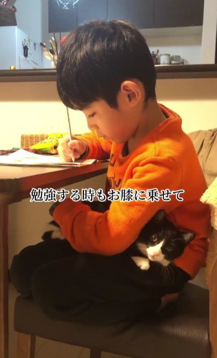 猫をひざにのせて勉強する男の子
